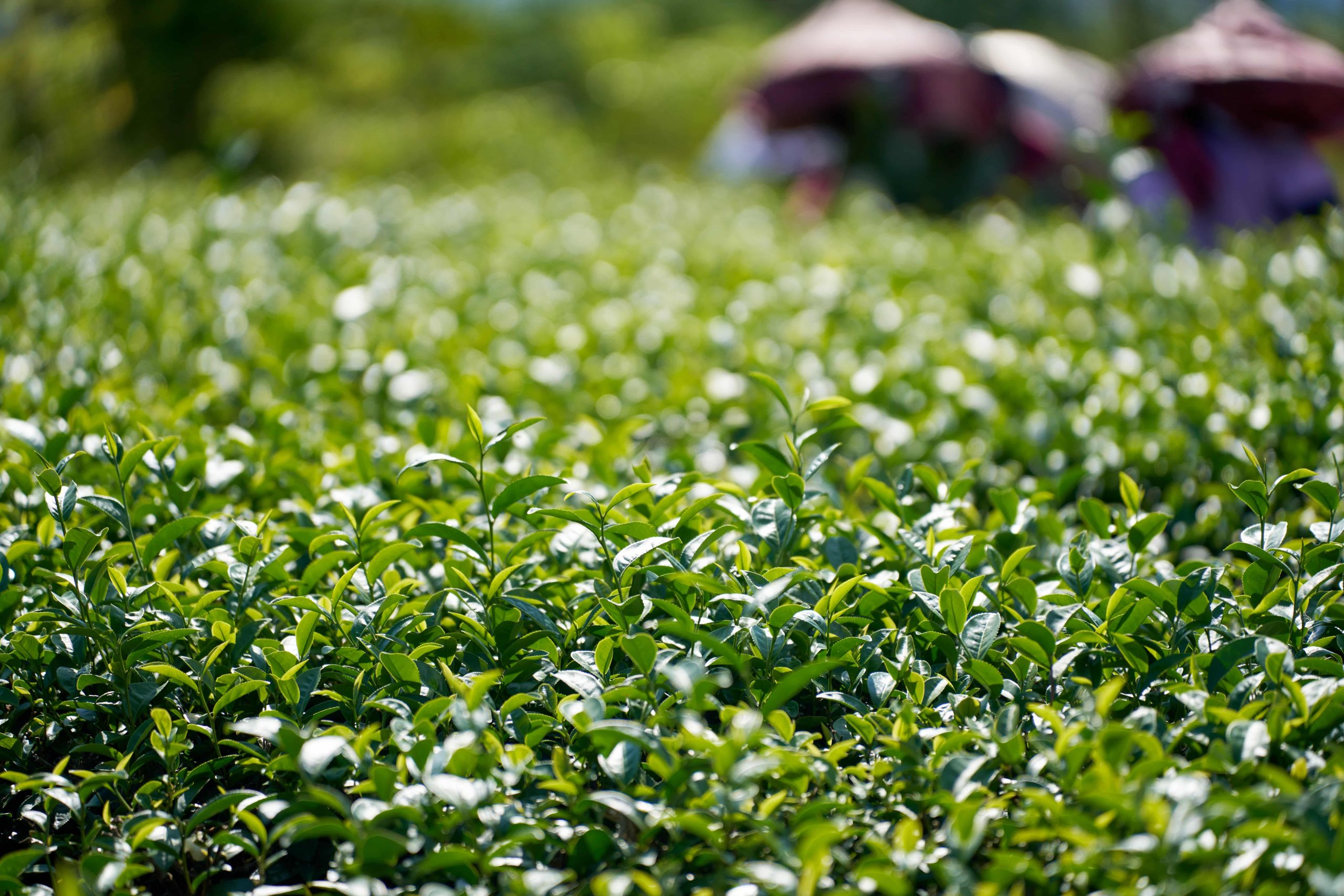 - 報新聞 Mega News